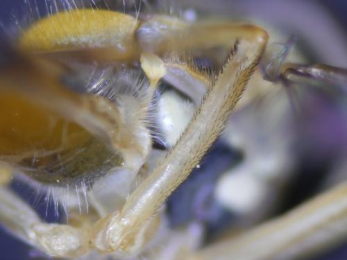 Sphaerophoria scripta